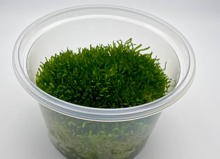 Riccia fluitans – In Vitro