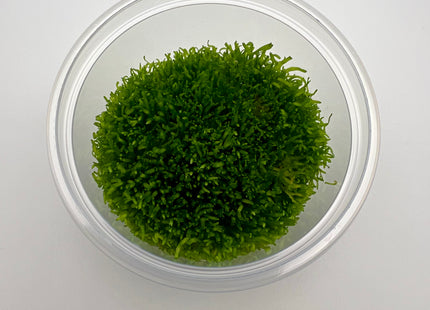 Riccia fluitans – In Vitro