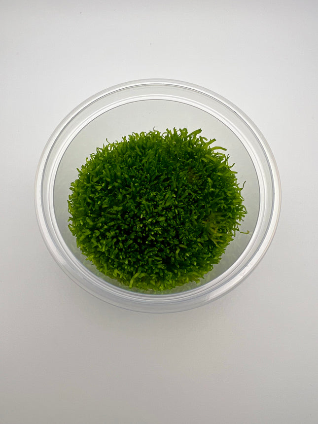 Riccia fluitans – In Vitro