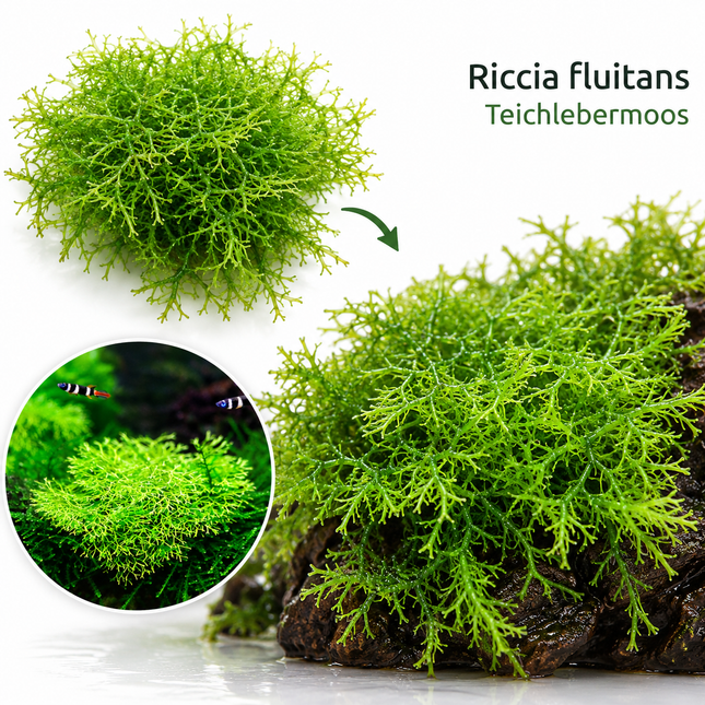 Riccia fluitans ''Teichlebermoos'' - Portion