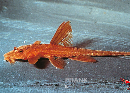 Roter Hexenwels – Rineloricaria spec. RED