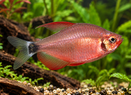 Peugeot-Salmler – Hyphessobrycon peugeotorum