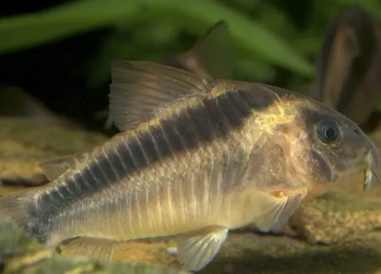 Rabauts Panzerwels – Corydoras rabauti