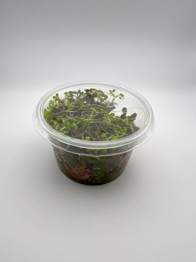 Rotala Singapore blood red – In Vitro