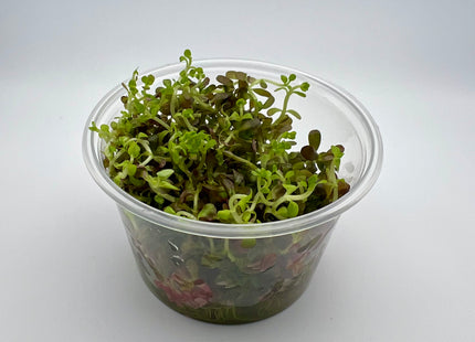 Rotala Singapore blood red – In Vitro