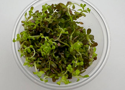 Rotala Singapore blood red – In Vitro