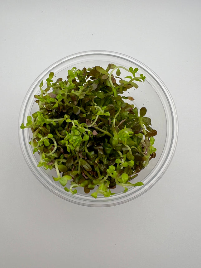 Rotala Singapore blood red – In Vitro