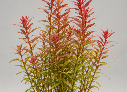 Rotala rotundifolia „Rot“ - Topf