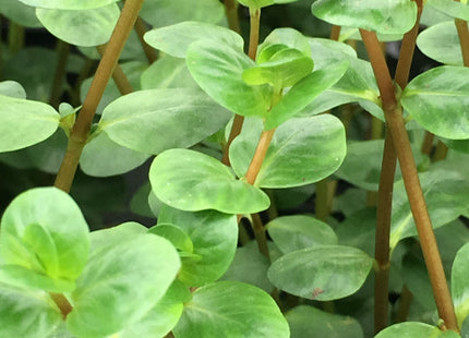 Rotala rotundifolia / indica - Topf