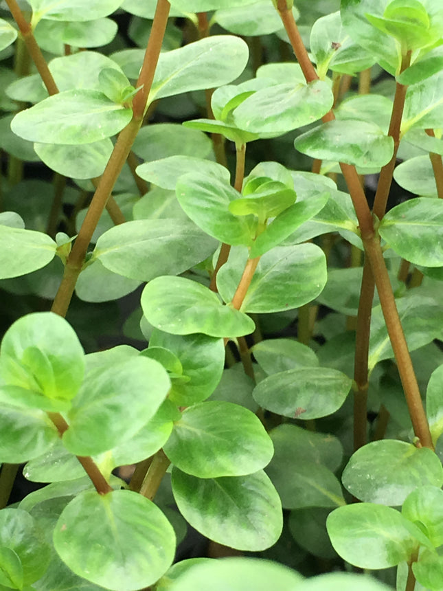Rotala rotundifolia / indica - Topf