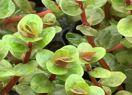 Rotala sp. "Orange Juice" - Topf