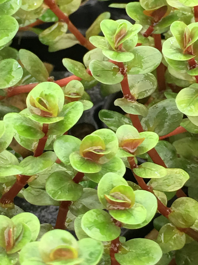 Rotala sp. "Orange Juice" - Topf