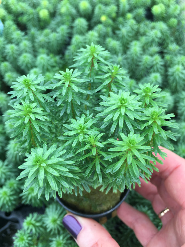 Rotala wallichii - Topf
