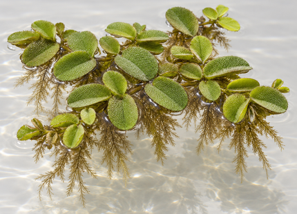 Salvinia natans – Portion