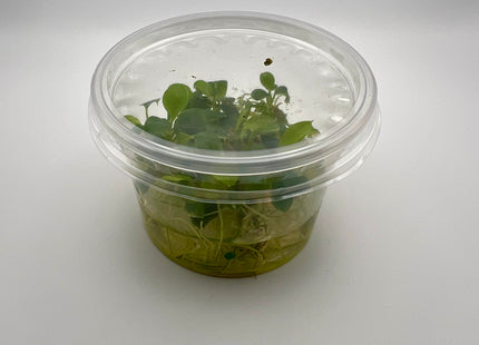 Schismatoglottis prietoi – In Vitro