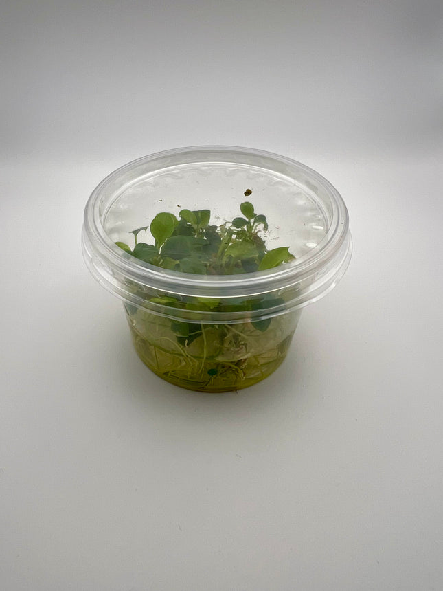 Schismatoglottis prietoi – In Vitro