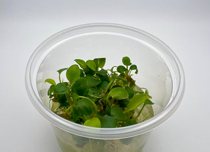 Schismatoglottis prietoi – In Vitro