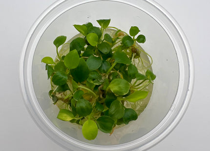 Schismatoglottis prietoi – In Vitro