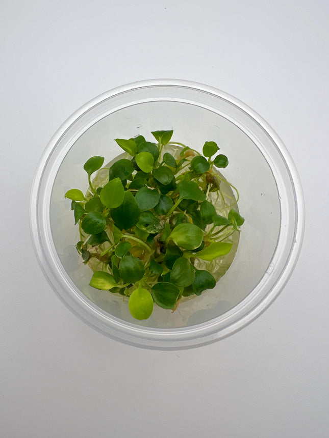 Schismatoglottis prietoi – In Vitro