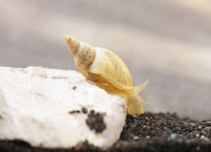 Yoda Schnecke