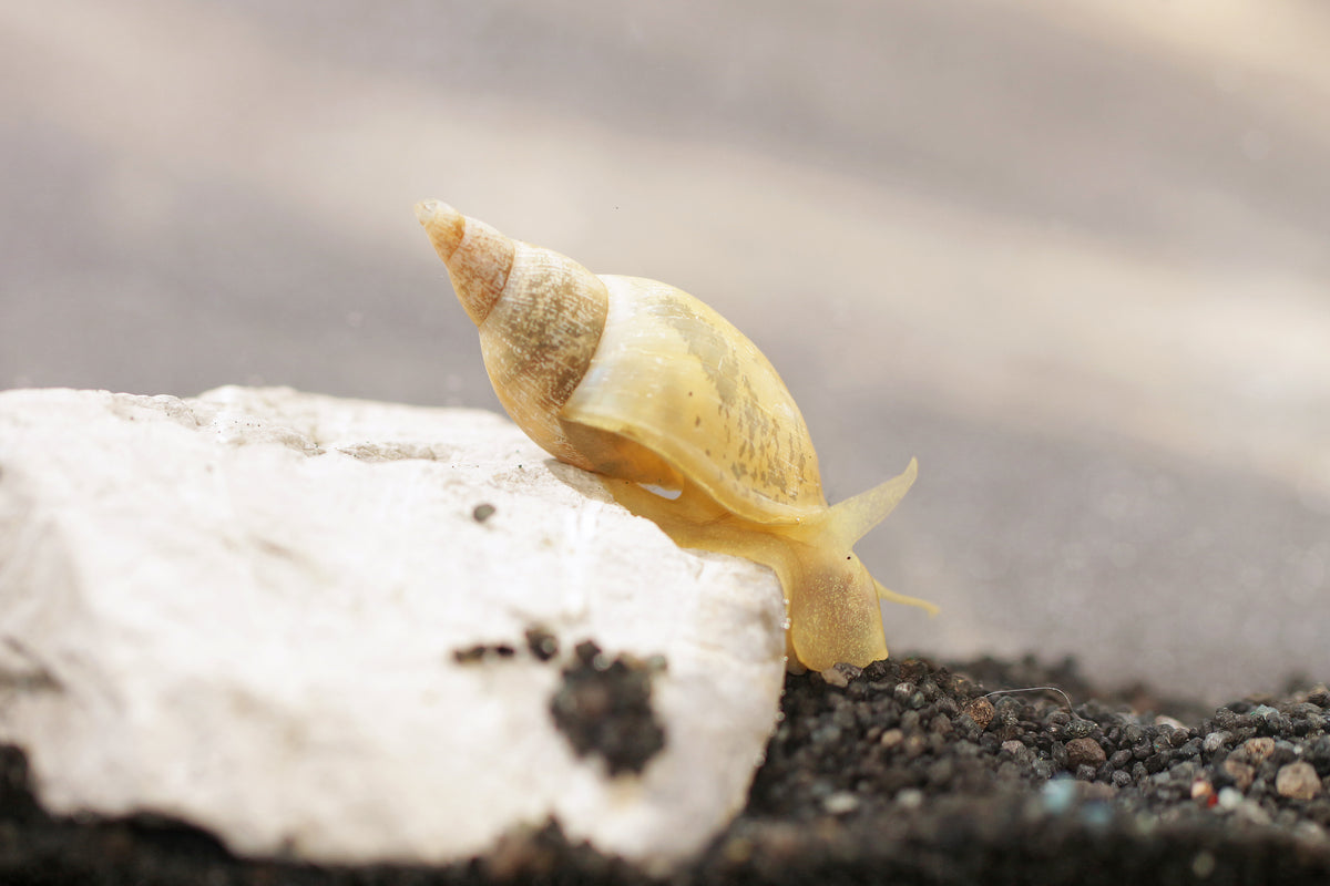 Yoda Schnecke