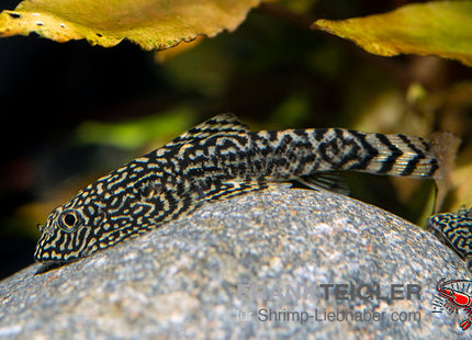 Gefleckter Flossensauger – Sewellia spec. SPOTTED