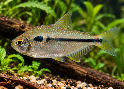 Moenkhausia cf. naponis – Moenkhausia cf.naponis