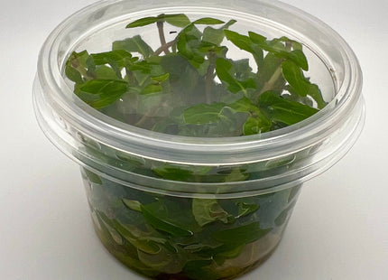 Staurogyne rubescens / repens – In Vitro