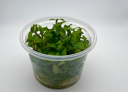 Staurogyne rubescens / repens – In Vitro