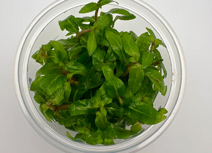 Staurogyne rubescens / repens – In Vitro