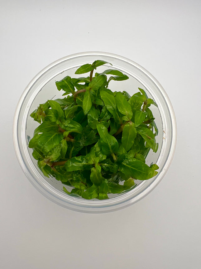 Staurogyne rubescens / repens – In Vitro