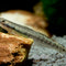 Schmuckgrundel – Stiphodon elegans