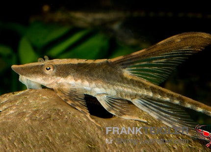 Sturisoma panamense FSWFT0339