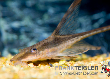 Goldener Störwels – Sturisoma aureum GOLD