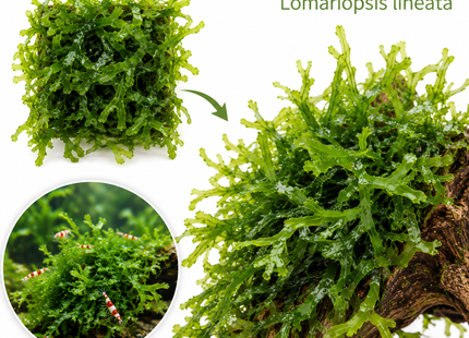 Süßwassertang - Lomariopsis lineata