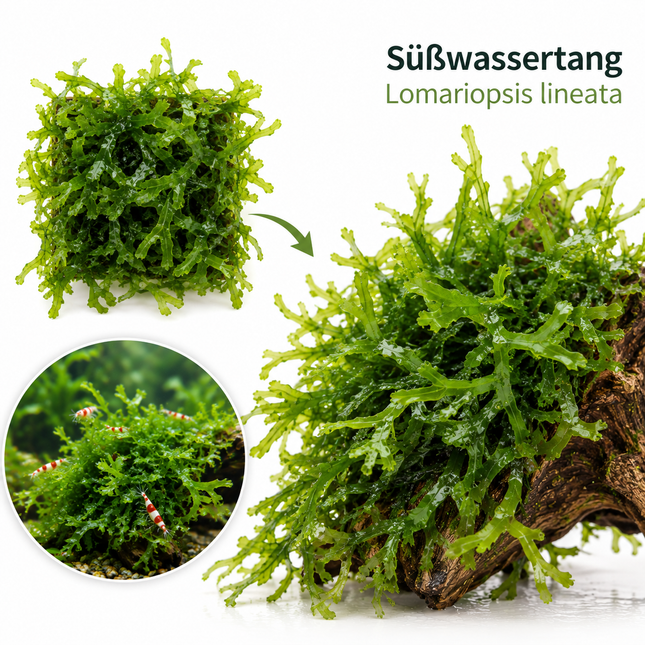 Süßwassertang - Lomariopsis lineata