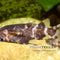 Rückenschwimmender Kongowels – Synodontis nigriventris