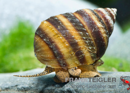 Piano Schnecke