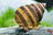 Piano Schnecke