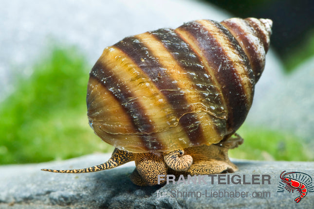 Piano Schnecke
