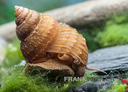 Piano Schnecke