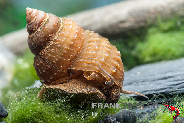 Piano Schnecke