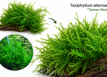 Taiwan Moss - Portion