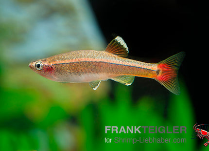 Tanichthys albonubes – Kardinalfisch