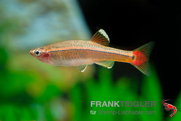 Tanichthys albonubes – Kardinalfisch