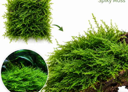 Taxiphyllum spec Spiky moss - Portion