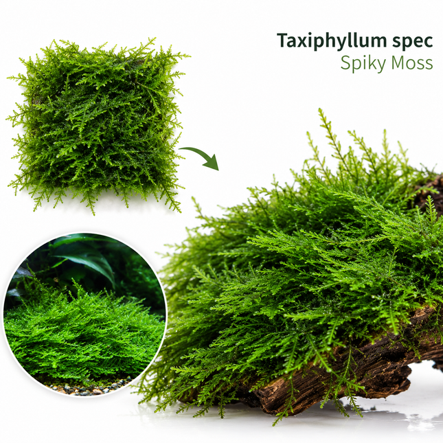Taxiphyllum spec Spiky moss - Portion