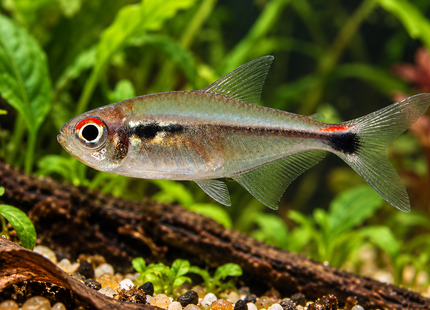 Montags Salmler – Hyphessobrycon montagi