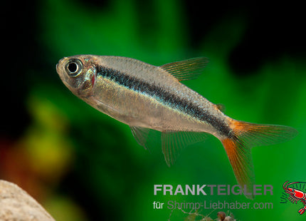 Rotflossen-Schrägschwimmer – Thayeria spec. RED TAIL