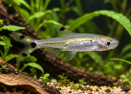 Zwergbärbling – Rasbora spilocera